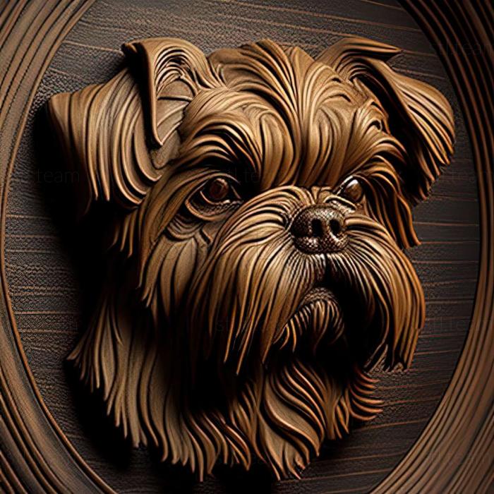 Brussels Griffon dog